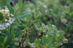 Rhododendron micranthum