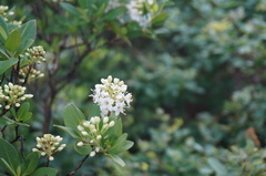 Rhododendron micranthum