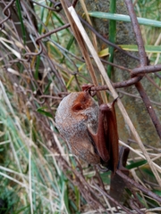 Lasiurus blossevillii