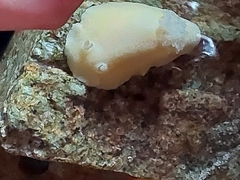 Gargamella immaculata