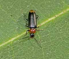 Pedilus terminalis