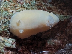 Gargamella immaculata
