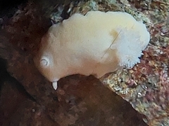 Gargamella immaculata