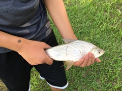 Prochilodus lineatus