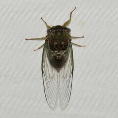 Diceroprocta vitripennis