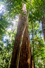 Paubrasilia echinata