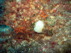 Polycitor adriaticus