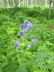 Polemonium caeruleum