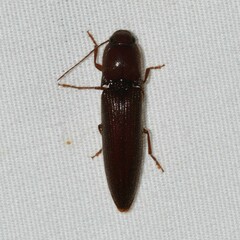 Dicrepidius palmatus