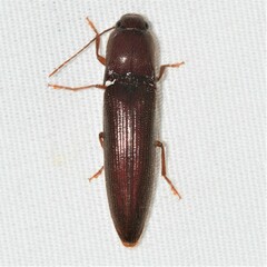 Dicrepidius palmatus