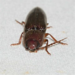 Dicrepidius palmatus