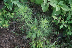 Salsola collina