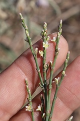 Polygonum ramosissimum