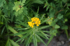 Erysimum amurense
