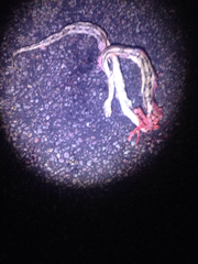 Bogertophis subocularis