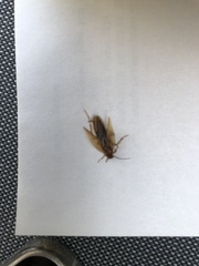 Ectobius vittiventris