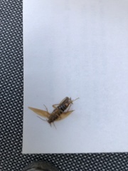 Ectobius vittiventris