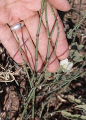 Polygonum ramosissimum