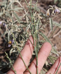 Polygonum ramosissimum