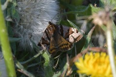 Euclidia glyphica