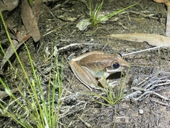 Litoria spaldingi
