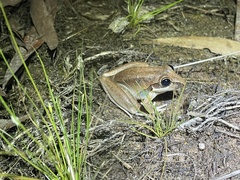 Litoria spaldingi