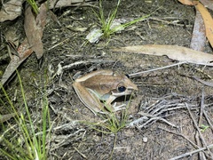 Litoria spaldingi