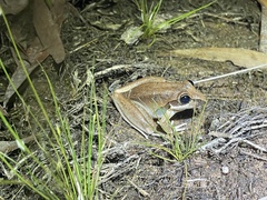 Litoria spaldingi