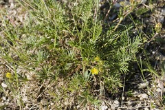 Potentilla bimundorum