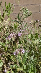 Phacelia integrifolia
