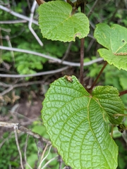 Castanopsides potanini