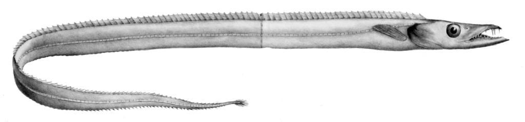 Slender Frostfish