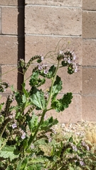 Phacelia integrifolia