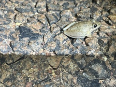 Litoria pallida