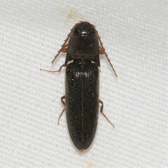 Megapenthes insignis