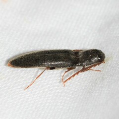 Megapenthes insignis