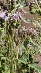 Phacelia integrifolia
