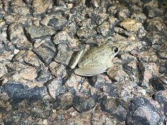 Litoria pallida