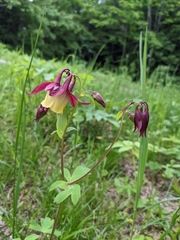 Aquilegia oxysepala