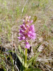 Dactylorhiza majalis baltica