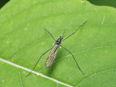 Gnophomyia