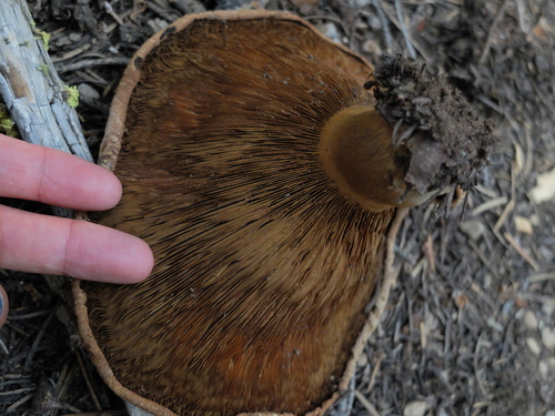 iNaturalist observation photo of Common Gilled Mushrooms and Allies