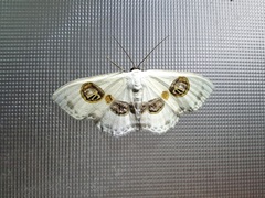 Problepsis eucircota