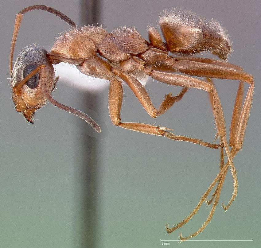 Formica lepida