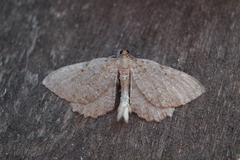 Philereme vetulata
