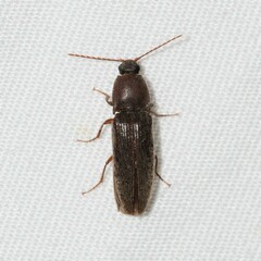 Melanotus opacicollis