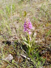 Dactylorhiza majalis baltica