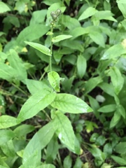 Hieracium prenanthoides