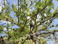Vachellia drepanolobium