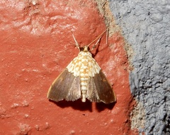 Agrotera basinotata